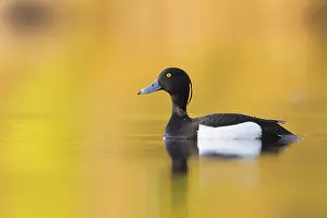 Tufted Duck Drucke: Tufted Duck