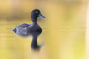 Tufted Duck Drucke: Tufted Duck