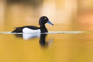 Tufted Duck Drucke: Tufted Duck