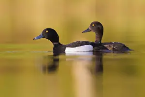 Anatidae Family Birds Drucke: Tufted Duck