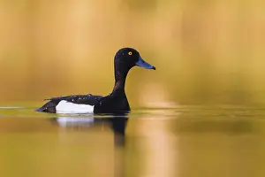 Tufted Duck Drucke: Tufted Duck