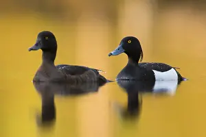 Wildlife Birds Europe Drucke: Tufted Duck