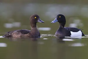 Anatidae Species Images Drucke: Tufted Duck