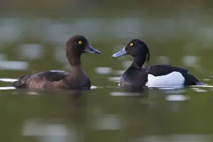 Anatidae Species Images Drucke: Tufted Duck
