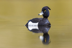 Gerahmter Druck : Erdgrasmücke, Aythya fuligula Gerahmter Druck : Erdgrasmücke, Aythya fuligula