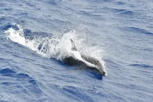 Tursiops Truncatus Images Drucke: Tuimelaar, Common Bottlenose Dolphin, Tursiops truncatus