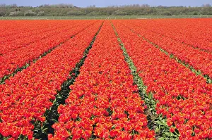 Tulip Fields In Holland Drucke: tulips field