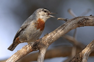 Bilder Datiert 7. Mai 2010: Türkische Boomkleber, Krüpers Nuthatch, Sitta krueperi