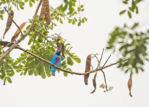 Costa Rica Bird Species Drucke: Turquoise Cotinga, Cotinga ridgwayi