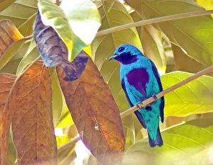 Tropical Forest Birds Drucke: Turquoise cotinga, Cotinga ridgwayi