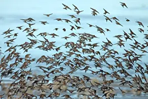 Wadden Sea Wildlife Drucke: Twite, Linaria flavirostris