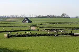 North Sea Coast Scenery Drucke: Typical meadows on Texel, Netherlands