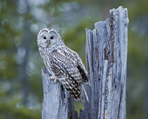 Finland Nature Photography Drucke: Ural Owl, Strix uralensis