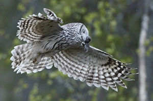 Natural Environment Fauna Pictures Drucke: Ural Owl, Strix uralensis