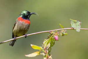 African Fauna Images Drucke: Usambara double-collared sunbird, Cinnyris usambaricus