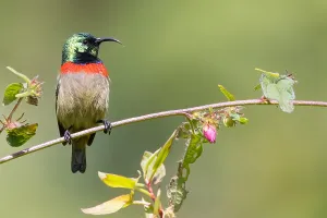 Bilder Datiert 23. Juni 2021: Usambara-Doppelkragen-Sommermöwe, Cinnyris usambaricus
