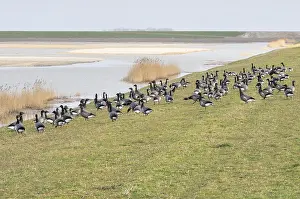 Gerahmter Druck : Utopia Texel