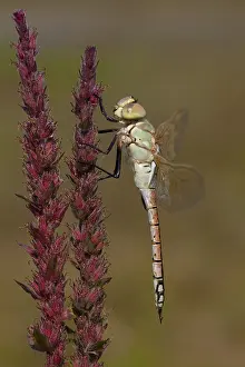 Vagabundischer Kaiser; Anax ephippiger