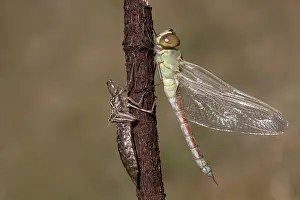 Dragonflies In Europe Drucke: Vagrant Emperor; Anax ephippiger