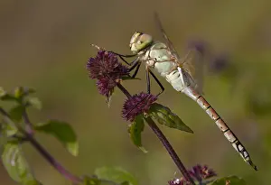 European Dragonflies Drucke: Vagrant Emperor; Anax ephippiger