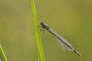 Variabler Wasserjungfer, Variable Blaue Libelle, Coenagrion pulchellum