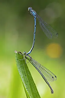 Bilder Datiert 25. Juni 2013: Variabler Wasserjungfer, Variable Blaue Libelle, Coenagrion pulchellum