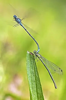 Gerahmter Druck : Variabler Wasserjungfer, Variable Blaue Libelle, Coenagrion pulchellum Gerahmter Druck : Variabler Wasserjungfer, Variable Blaue Libelle, Coenagrion pulchellum