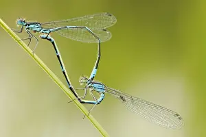 Variabler Wasserjungfer, Variable Blaupunktlibelle, Coenagrion pulchellum