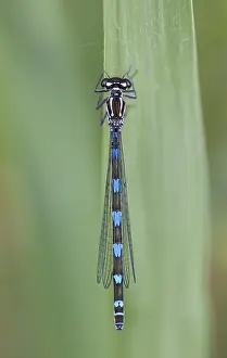 Variabele waterjuffer; Variable Damselfly; Variable Bluet; Coena