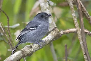 Brazilian Fauna And Flora Drucke: Variable Antshrike (Thamnophilus caerulescens)