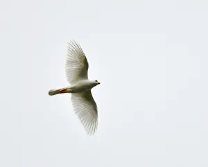 Gerahmter Druck : Variable Goshawk, Accipiter hiogaster