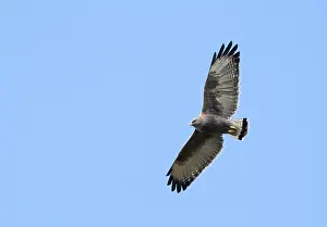 American Bird Of Prey Drucke: Variable Hawk, Geranoaetus polyosoma