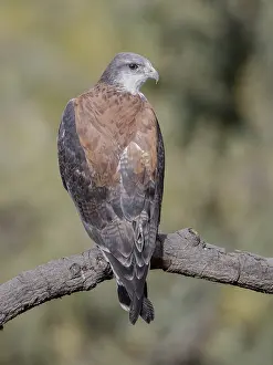 South American Bird Drucke: Variable Hawk (Geranoaetus polyosoma polyosoma)