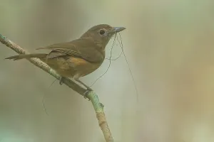 Oceania Nature Photography Drucke: Variable Shrikethrush, Colluricincla fortis