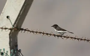 Bilder Datiert 22. Februar 2014: Schwarzkehl-Würger, Oenanthe picata