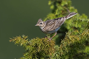 Bilder Datiert 5. Juni 2015: Veldleeuwerik; Eurasian Skylark; Alauda arvensis