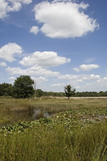 Netherlands National Parks Drucke: Ven, Bog
