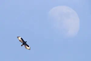 Birds In Flight Photos Drucke: Verreaux's Eagle