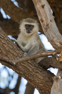 Vervet Monkey Drucke: A vervet monkey, Cercopithecus aethiops