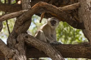 Vervet Monkey Drucke: A vervet monkey, Cercopithecus aethiops