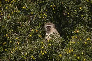 Vervet Monkey Drucke: A vervet monkey, Cercopithecus aethiops