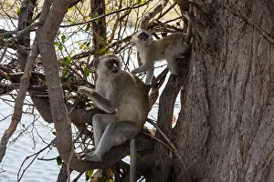Chobe National Park Botswana Drucke: A vervet monkey, Cercopithecus aethiops