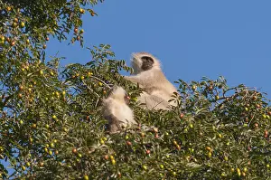 Vervet Monkey Drucke: A vervet monkey and juvenile, Cercopithecus aethiops