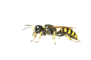 Bilder Datiert 27. September 2018: Vespidae