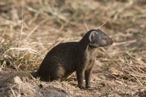 African Mammal Species Drucke: A side view of a dwarf mongoose