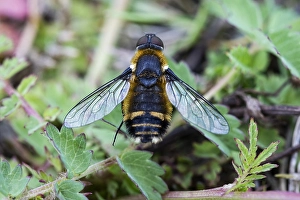Villa cingulata