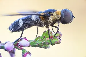 Baden Wurttemberg Insects Drucke: Villa occulta