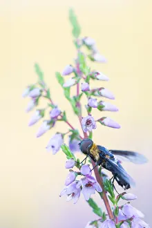 Baden Wurttemberg Insects Drucke: Villa occulta