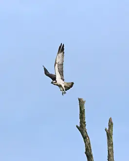 Visarend