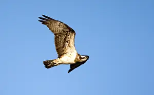 Agami Bild von Visarend, Osprey, Pandion heliaetus - Visarend in Flug